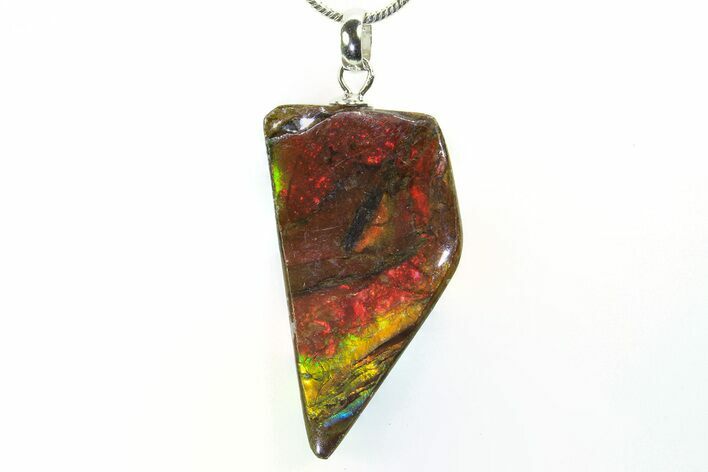 Brilliant Ammolite Pendant (Necklace) - Alberta, Canada #296139